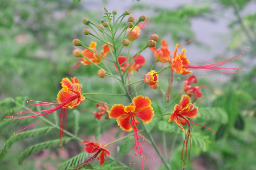 Peacock Flower or Caesalpinia pulcherrima is a plant native to Asia and Africa